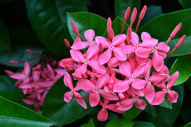 istock Pink west indian jasmine flower 527612327