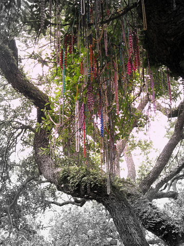 Beads from Mardi Gras celebration adorn a tree in New Orleans.
