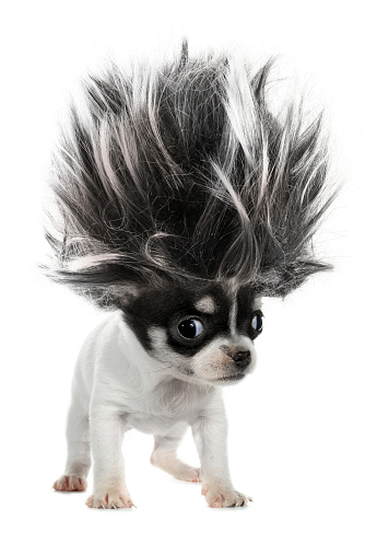 Chihuahua de cachorro perro pequeño con pelo crazy troll photo