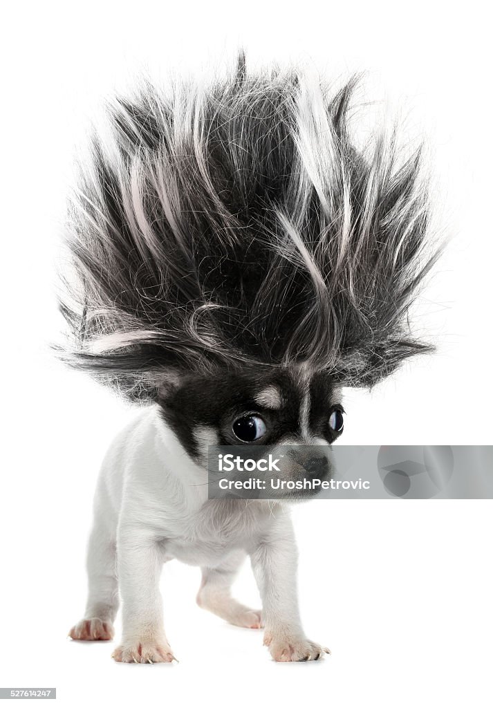 Chihuahua puppy small dog with crazy troll hair This is a long-haired chihuahua puppy small dog with crazy troll hair. Dog Stock Photo