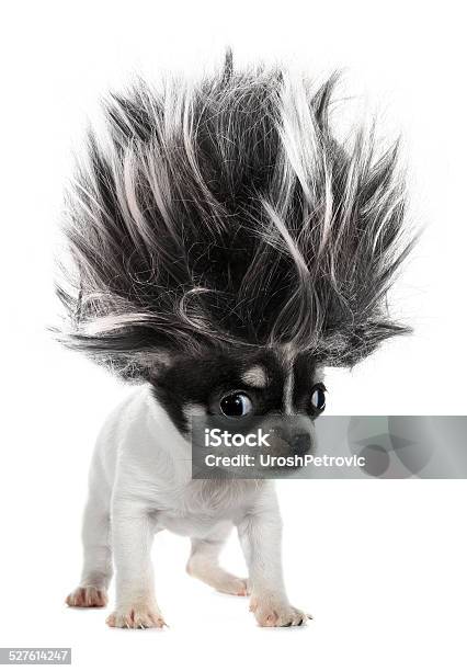 Chihuahua Puppy Small Dog With Crazy Troll Hair Stock Photo - Download Image Now - Dog, Bizarre, Humor