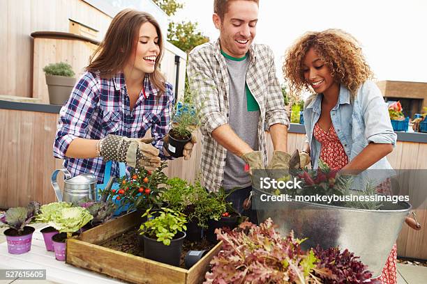 Group Of Friends Planting Rooftop Garden Together Stock Photo - Download Image Now - Home Interior, Planting, Working