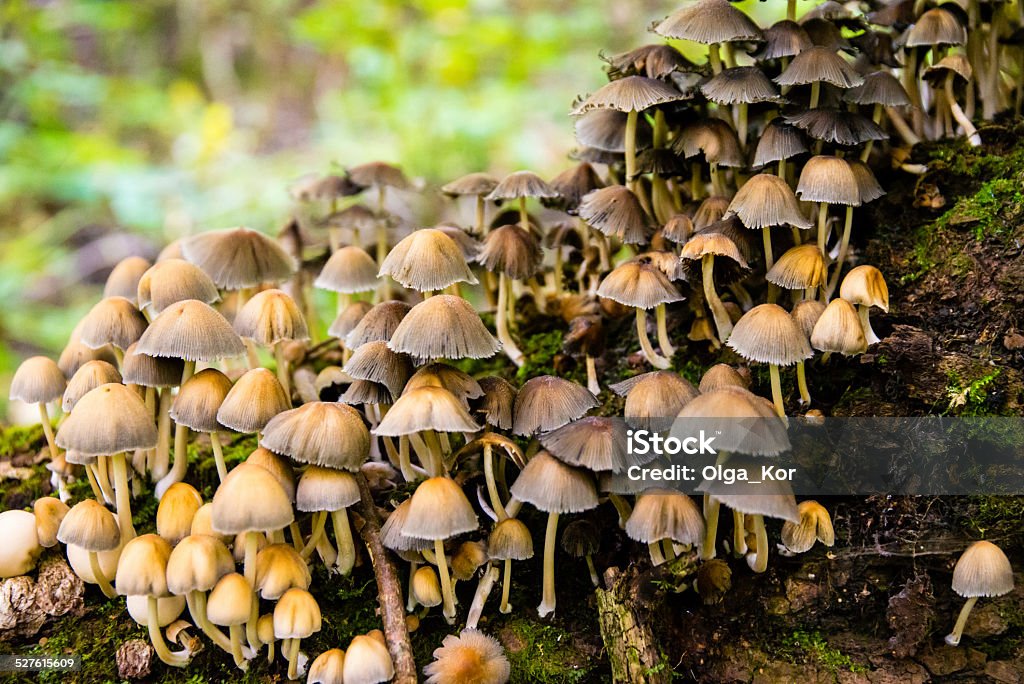 Colony of coprinus micaceus The colony of mushrooms coprinus micaceus on the tree trunk. Autumn Stock Photo