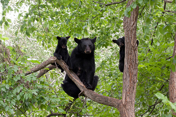 Black Bear with Two Cubs in a Tree Black bear sow and two cubs in a tree with all three faces visible. black bear cub stock pictures, royalty-free photos & images