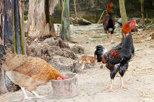 istock chicken in the garden 527615919