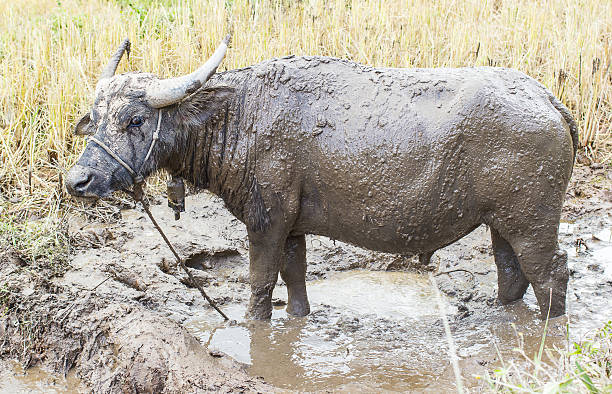 istock buffalo mud play in mud to protect from insects 527615999