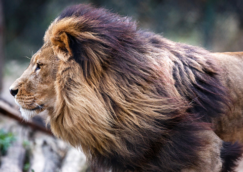 Side view of a male lion running.