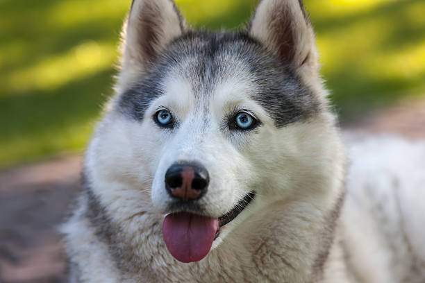 istock Portrait of Siberian Husky 527617157