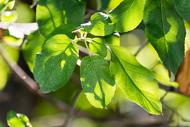 istock Apple leaves on tree in the garden 527617237