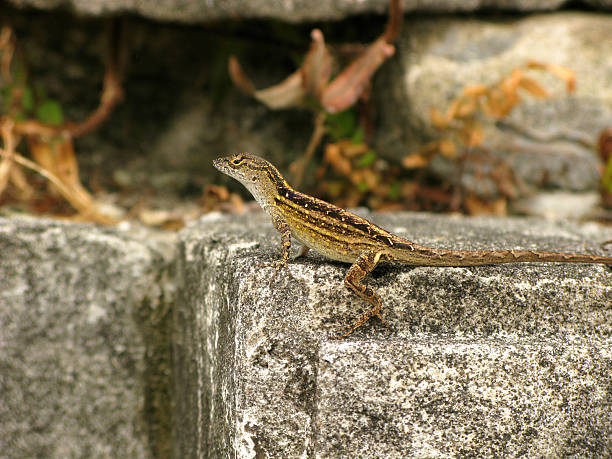 istock Little Lizard on Gray Tombstone 527617245