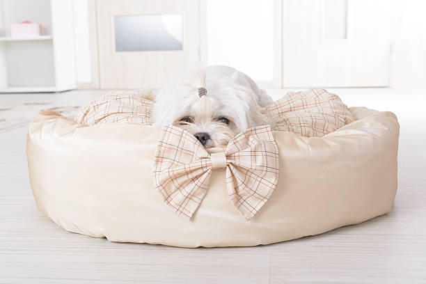 istock Dog on the dog bed 527618275