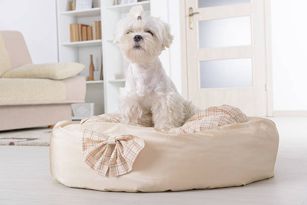 istock Dog on the dog bed 527618279