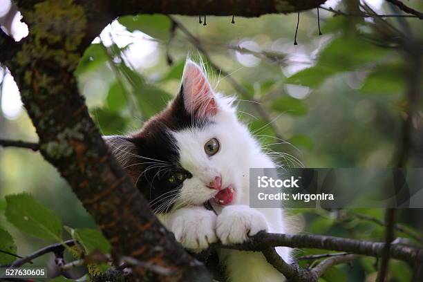 Cute Three Colored Kitten Gnawing On Tree Branch Stock Photo - Download Image Now - Activity, Animal, Animal Hair