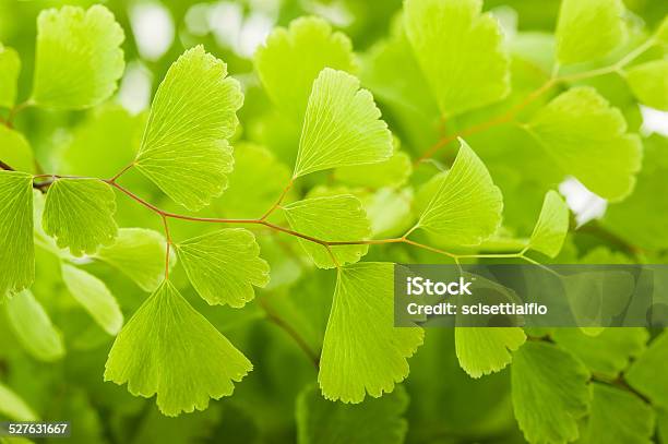 Maidenhair Stock Photo - Download Image Now - Backgrounds, Beauty In Nature, Botany