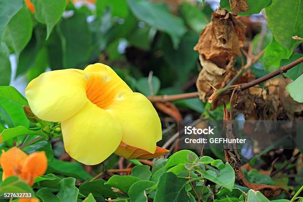Flor Amarilla De Las Islas Galápagos Foto de stock y más banco de imágenes de Amarillo - Color - Amarillo - Color, Flor, Flora - iStock Flor Amarilla De Las Islas Galápagos Foto de stock y más banco de imágenes de Amarillo - Color - Amarillo - Color, Flor, Flora - iStock