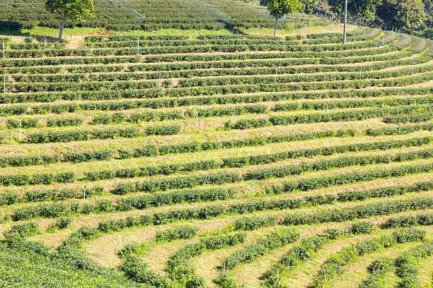 Row of green-tea trees in farm, wide angle shot.