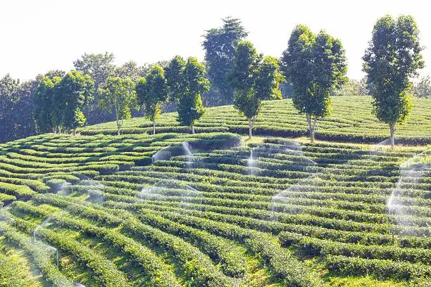 Row of green-tea trees in farm, with sprinklers, wide angle shot.