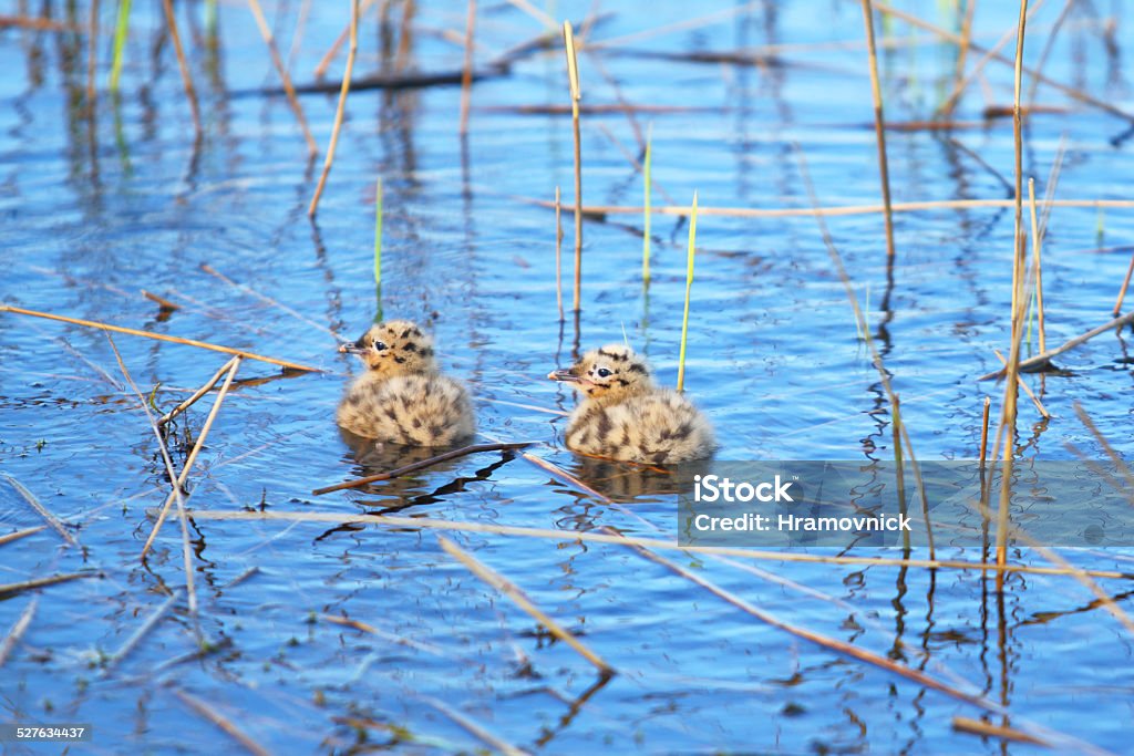 Little baby birds seagull. Cubs of a sea seagull in coastal thickets Animal Stock Photo