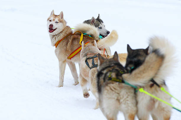 istock Race of draft dogs 527636203