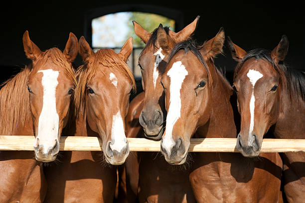 istock Purebred youngsters looking oves the barn door 527636995