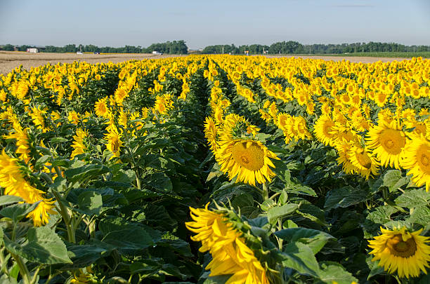 istock yellow sunflowers over blue sky 527637019