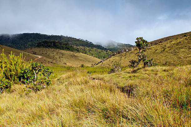 istock Horton Plains National Park. Sri Lanka 527638257