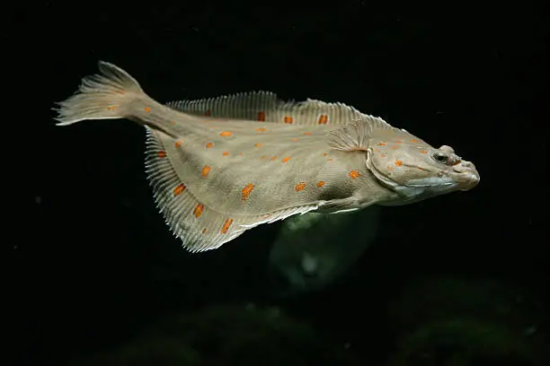 European plaice fish (Pleuronectes platessa).