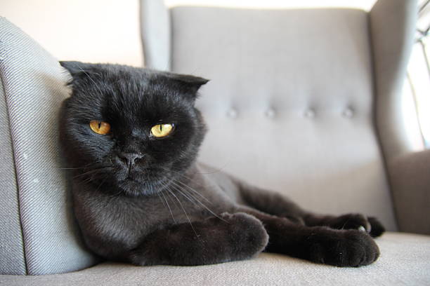 black cat stock photo
