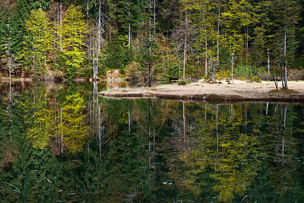 istock Forest of green trees reflecting in calm lake 527658615
