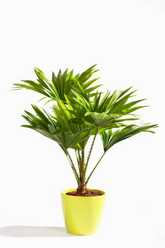 Potted Palm tree against white background