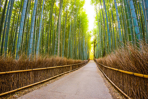 istock Kyoto, Japan Bamboo Forest 527660045