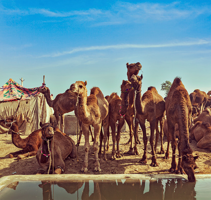Bactrian camels standing in front of Khongoryn Els Gobi Desert, Gobi Gurvansaikhan National Park, Mongolia.