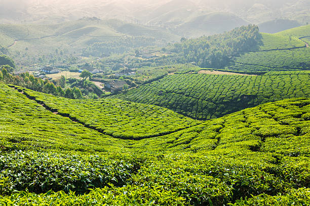 istock Green tea plantations in Munnar, Kerala, India 527660401