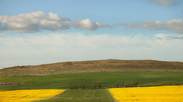 istock Field green and yellow grass 527660594