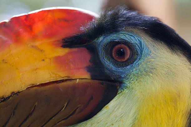 istock Sunda wrinkled hornbill (Aceros corrugatus). 527662652