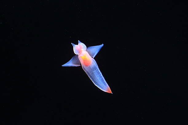 Pyrosome with two fish hiding inside