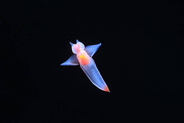 Naked Sea Butterfly stock photo