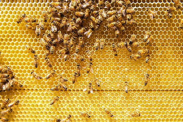 ハナバチ - beehive bee colony wax ストックフォトと画像