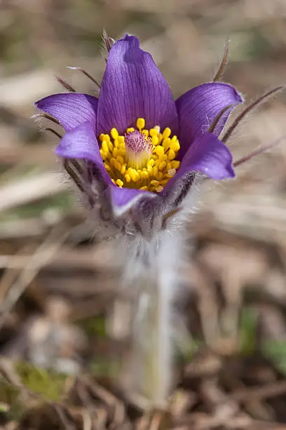 the first spring flower Pulsatilla Patens closeup