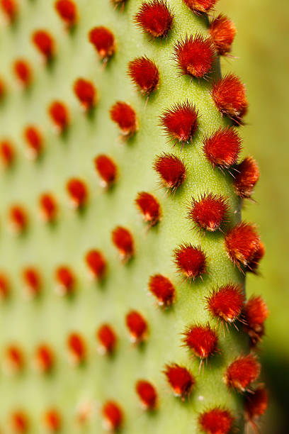 Macro cactus stock photo