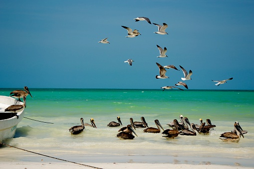 Pelicans and seagulls in the beach of Holbox