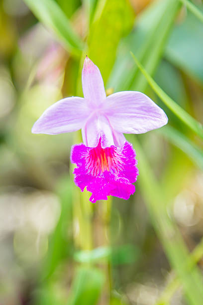 istock beautiful pink orchid flower. 527664456