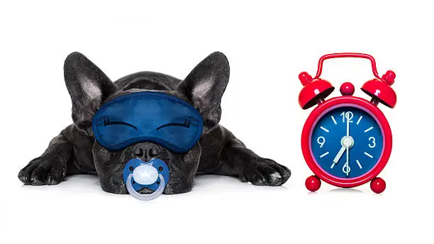 french bulldog  dog  resting ,sleeping or having a siesta  with  alarm  clock and eye mask, isolated on white background