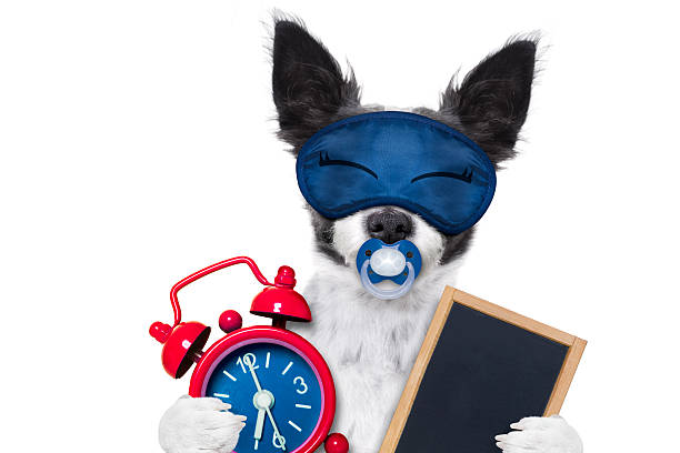 istock sleepyhead  baby dog 527667222