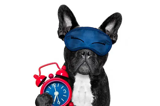 french bulldog dog  resting ,sleeping or having a siesta  with alarm  clock and eye mask, isolated on white  background