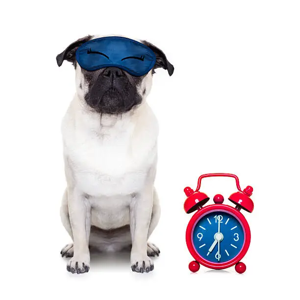 pug  dog  resting ,sleeping or having a siesta  with alarm  clock and eye mask, isolated on white  background