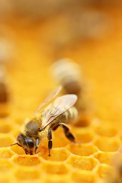 Honeybee in honeycomb