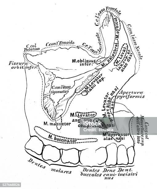 Netter Maxilla Human Anatomy Scientific Illustrations Maxilla Bone Stock Illustration ...
