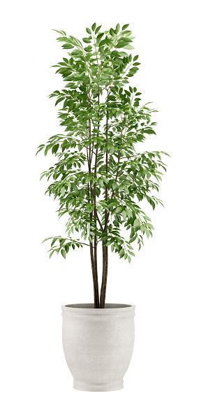 potted tree isolated on white background
