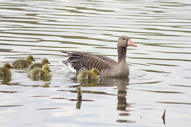 istock Greylag Geese (Anser Anser) with their offspring in Germany 527670870